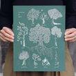 Load image into Gallery viewer, A Typology of Trees Print - 11x14