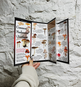 Common Mushrooms of New England Folding Guide