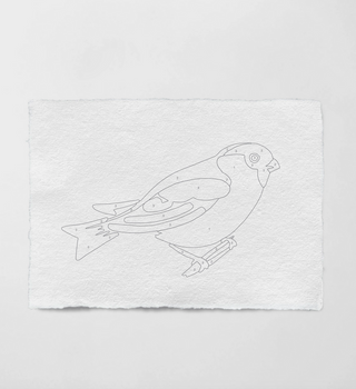 Robin: Bird Study Paint-By-Numbers