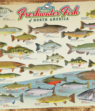Freshwater Fish - 1000 Piece