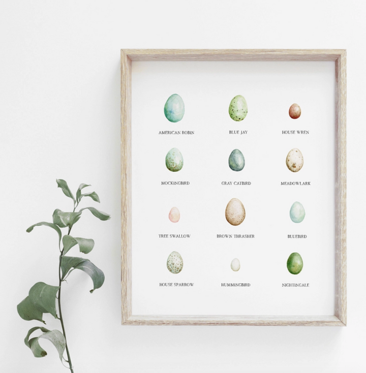 Bird Eggs Chart Watercolor Print - 11x14