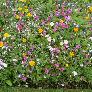 Wildflower Seeds Tin - Deer Resistant Mix