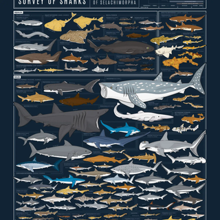 Sharks Chart Poster 16"x 20"