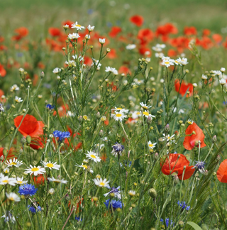 Wildflower Seeds Tin - Northeast Mix