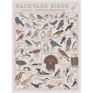 Birds of the Northeast Scratch Off Poster - 12x16