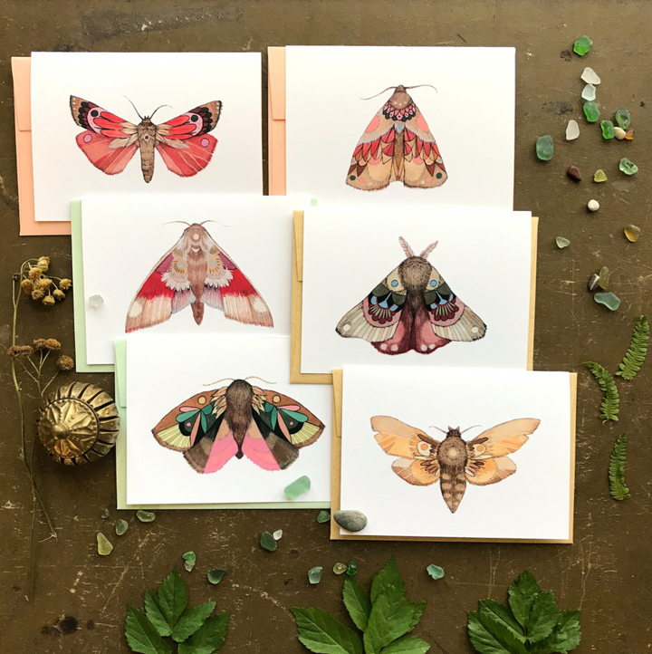 Moths Collector Set 1 Boxed Set of 6 Cards