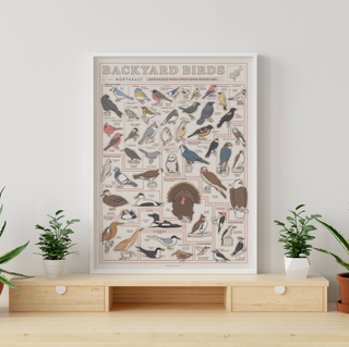 Birds of the Northeast Scratch Off Poster - 12x16