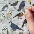 Load image into Gallery viewer, Birds of the Northeast Scratch Off Poster - 12x16