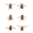 Load image into Gallery viewer, Botanical: The Bees Print - 8 x 10