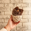 Load image into Gallery viewer, Chestnut Plush Owl Hatching Critter in Shell