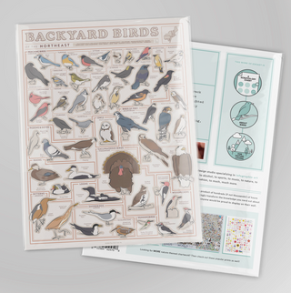 Birds of the Northeast Scratch Off Poster - 12x16