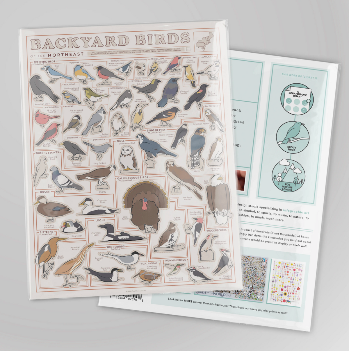 Birds of the Northeast Scratch Off Poster - 12x16 - Common Deer