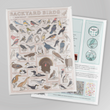 Load image into Gallery viewer, Birds of the Northeast Scratch Off Poster - 12x16