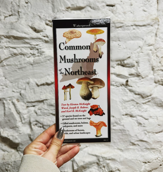 Common Mushrooms of New England Folding Guide
