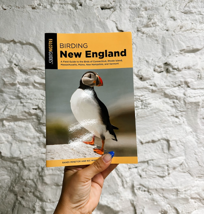 Puffin, Bird Identification Guide