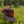 Load image into Gallery viewer, Wild Places Trucker Snapback
