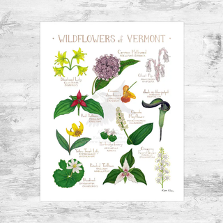 Vermont Wildflowers Field Guide Print 8x10