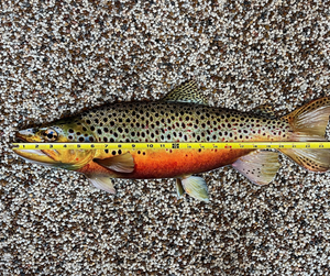 Brown Trout Wall Hanging - 24inch