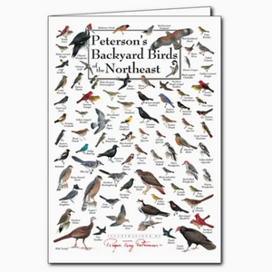 backyard birds of the northeast card - ES2