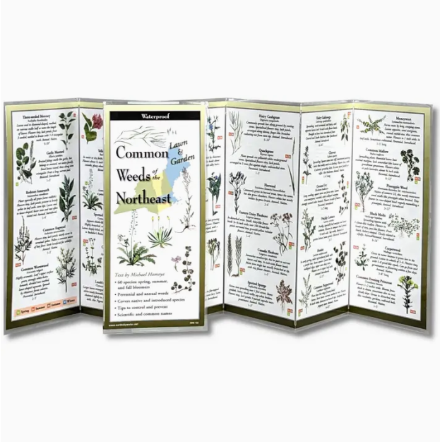 Folding Guide of Common Weeds of the Northeast