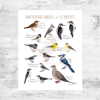 Vermont Backyard Birds Field Guid Print 8x10