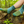 Load image into Gallery viewer, Darn Tough Women&#39;s Merino Treeline Socks 1971 -Aqua
