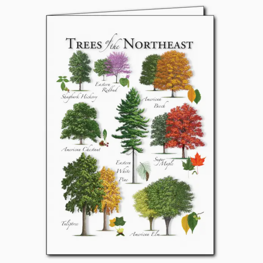 trees of the northeast card - ES2