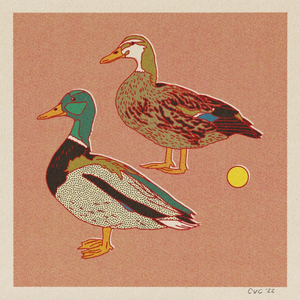 Mallard Ducks Print - 12x12