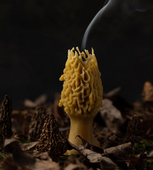 Morel Pure Beeswax Candle