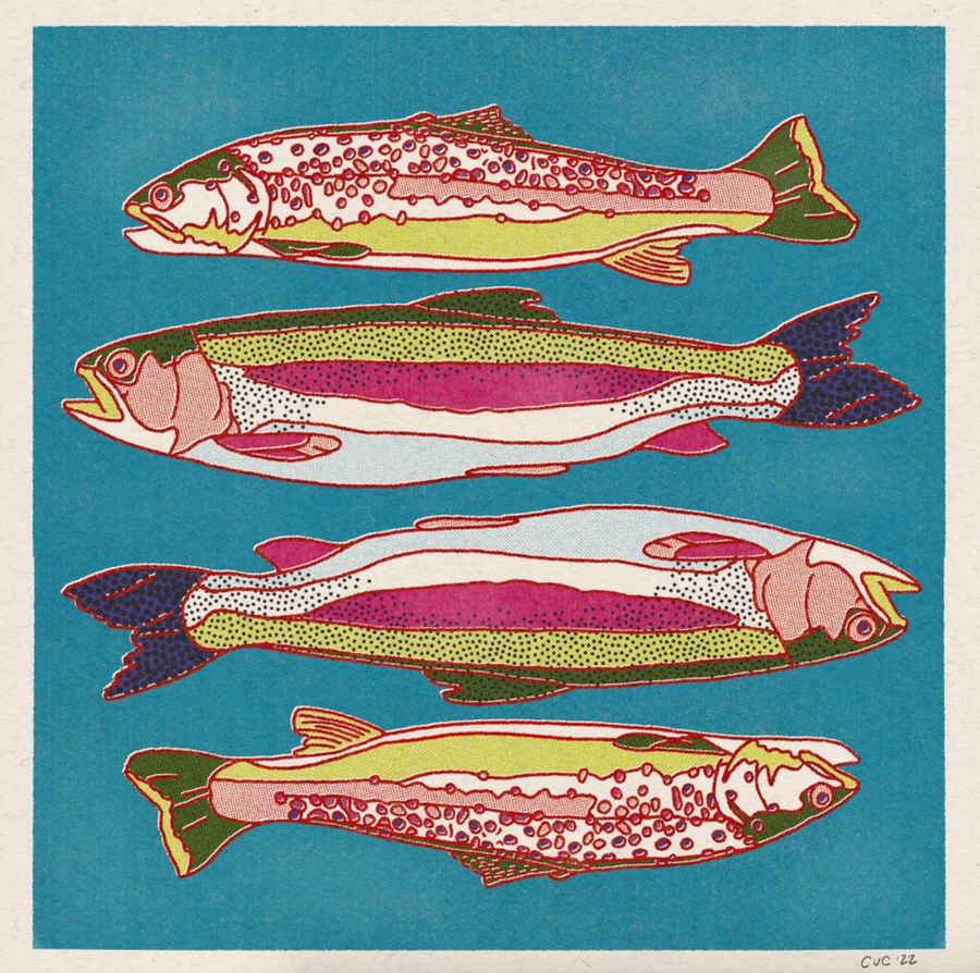 Rainbow and Brown Trout Print - 12x12