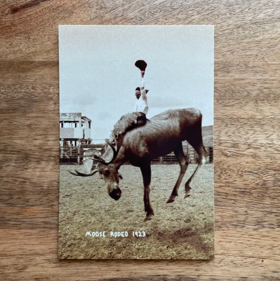 Moose Rodeo Postcard