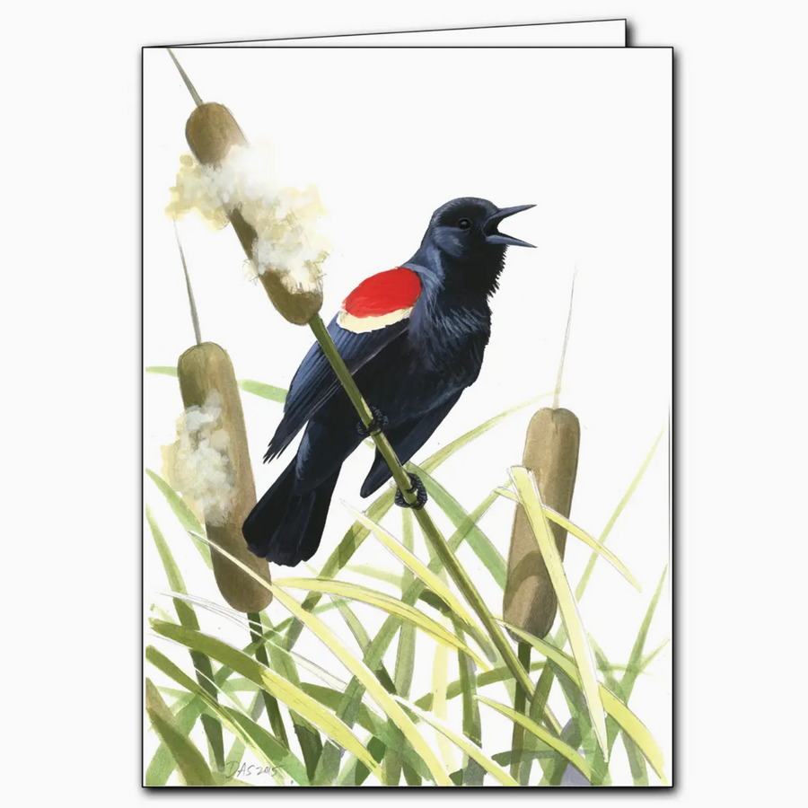 red winged black bird card - ES2