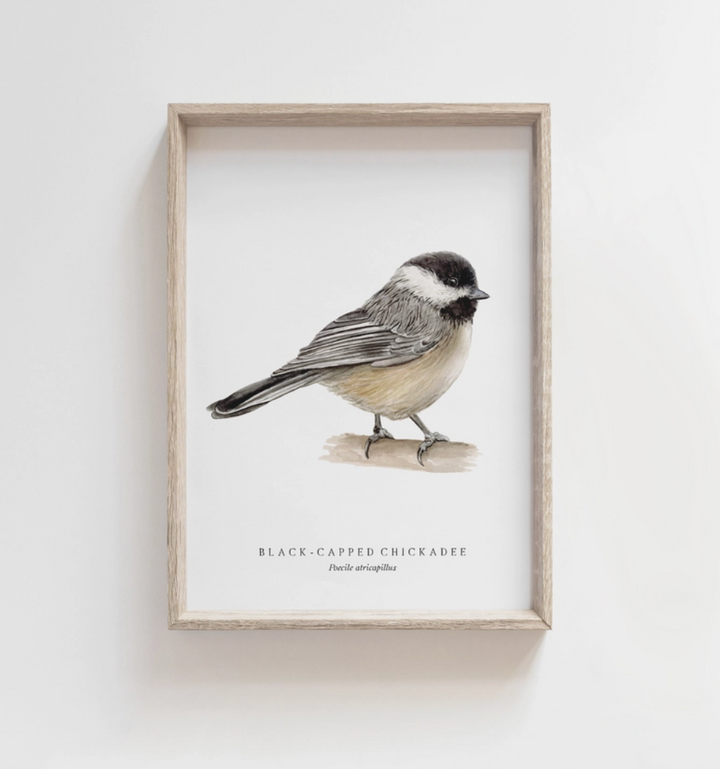 Black-Capped Chickadee Watercolor Print - 11x14 UNFRAMED