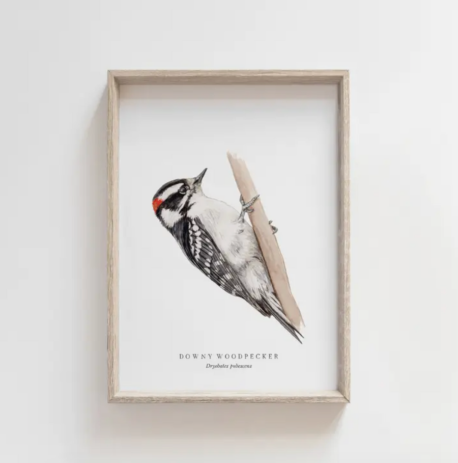 Downy Woodpecker Watercolor Print - 11x14 UNFRAMED