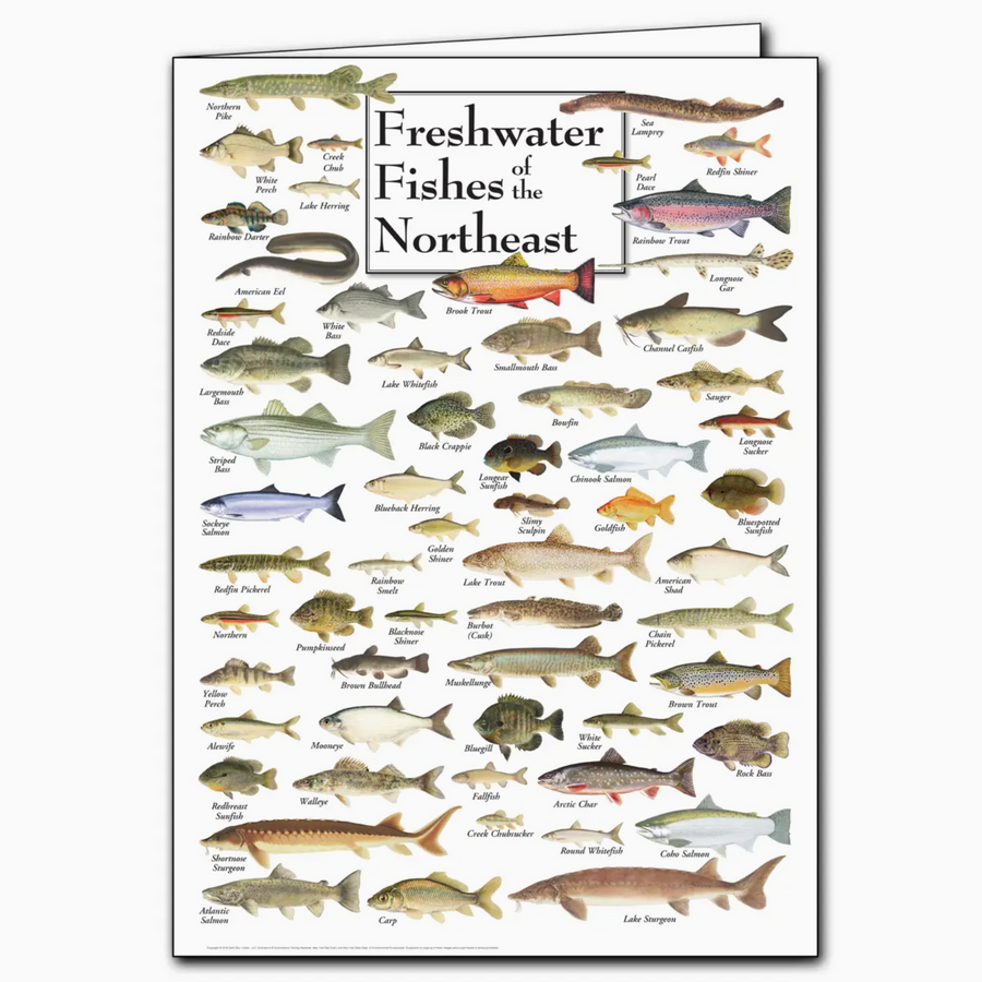 freshwater fishes of the northeast card - ES2