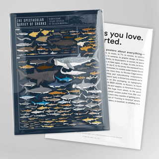 Sharks Chart Poster 16"x 20"