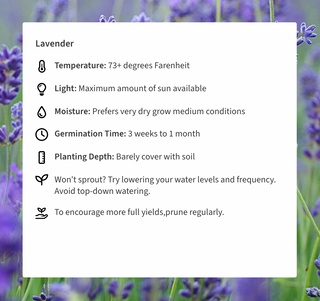 Live Well Lavendar Grow Kit