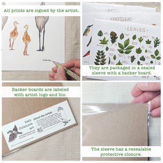 Vermont Wildflowers Field Guide Print 8x10