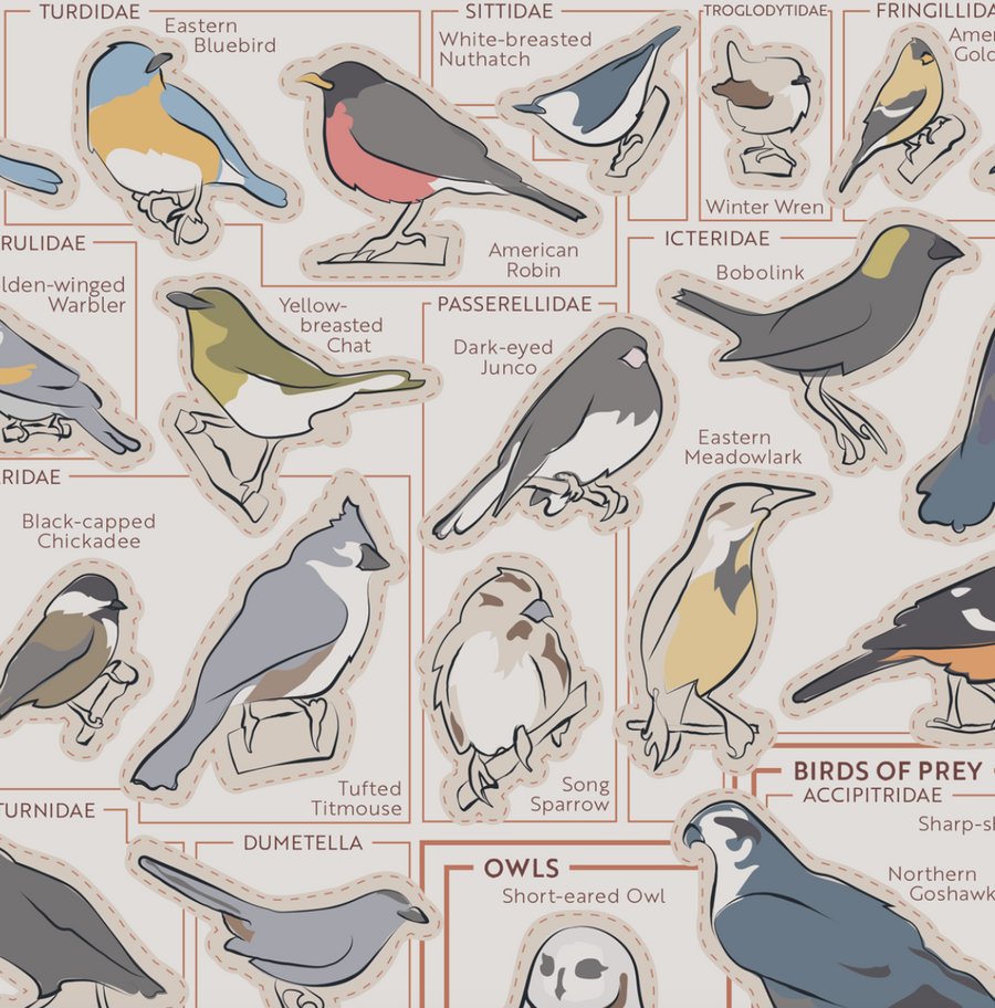 Birds of the Northeast Scratch Off Poster - 12x16