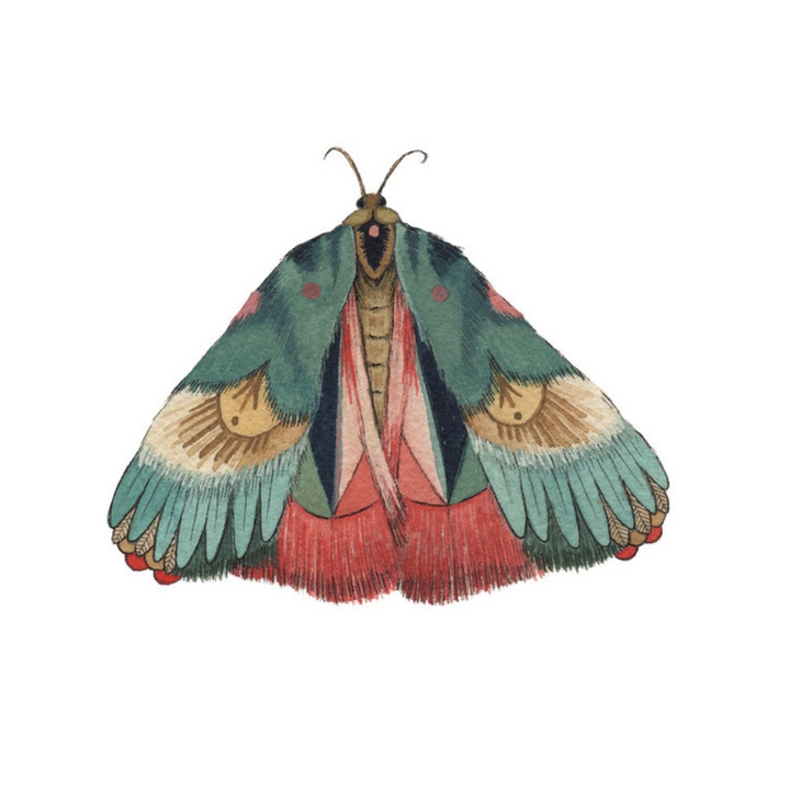 Collector: Moth 7 Print - 5x7