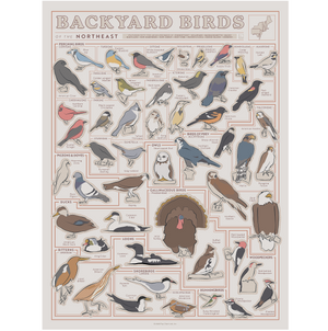 Birds of the Northeast Scratch Off Poster - 12x16