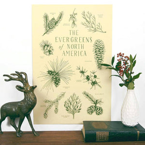 Evergreens of Noth America Print - 11 x 17