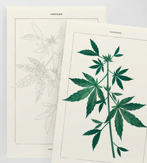 Paint-By-Numbers Kit - Botanical Cannabis