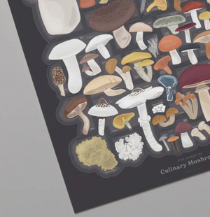 Chart of Culinary Mushrooms - 16" x 20" - PICKUP ONLY