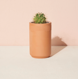 Terracotta Cactus Grow Kit