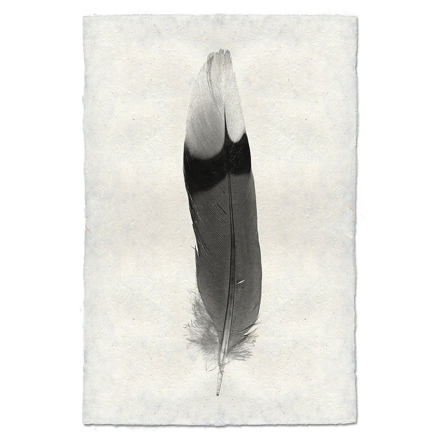 Archival Feather Study #9 Handmade Paper Print