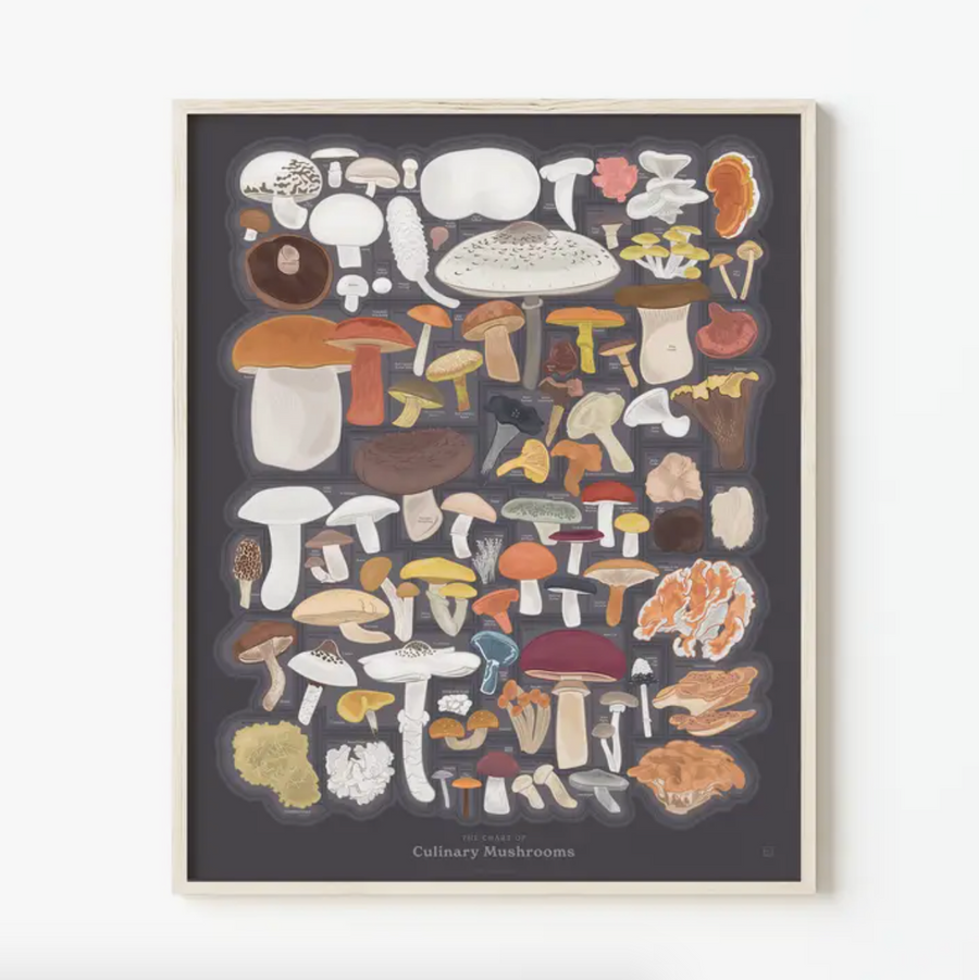 Chart of Culinary Mushrooms - 16" x 20" - PICKUP ONLY