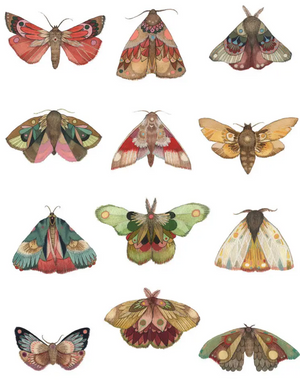 Collector: Moth Series Print - 11x14