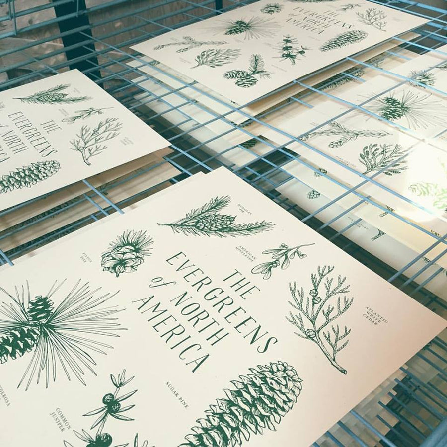 Evergreens of Noth America Print - 11 x 17
