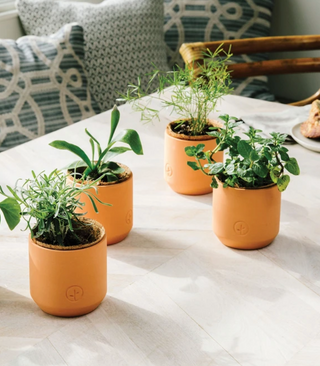 Tiny Terracotta Grow Kit - Thank You Daisies